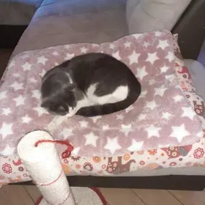 https://the-awesome-house-with-the-bomber-cat.emilia-romagnahotels.net